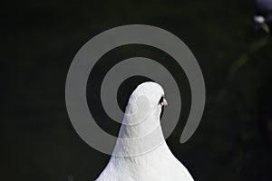 The white rock dove (columba livia) stands near the water and looks around