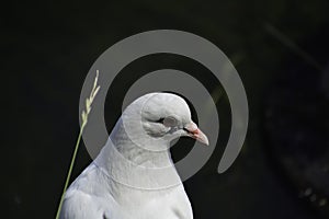 The white rock dove (columba livia) stands near the water and looks around