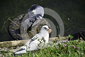 The white rock dove (columba livia) stands near the water and looks around