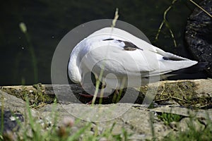 The white rock dove (columba livia) stands near the water and looks for some food