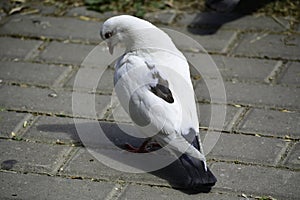 White rock dove (columba livia) stands on a road and takes care of itself