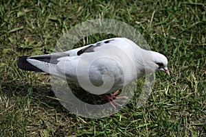 The white rock dove columba livia walks and looks for some food