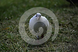 The white rock dove (columba livia) walks and looks for some food