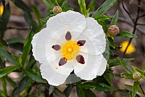 White rock-rose flower with crimson markings. Cistus ladanifer is a  flowering plant in the family Cistaceae. Common names include photo