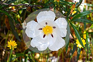 White rock-rose flowers with crimson markings. Cistus ladanifer is a  flowering plant in the family Cistaceae. Common names photo