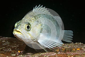 White rockfish in Channel Islands Park photo