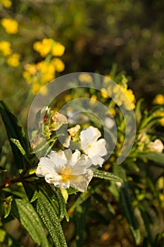 White rockrose