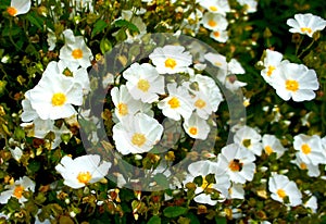 White Rockrose (Cistus hybridus) flower