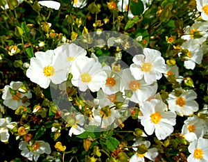 White Rockrose (Cistus hybridus) flower photo