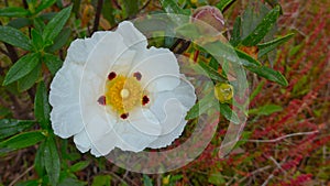 White rockrose Cistus ladanifer