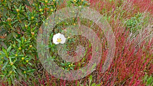 White rockrose Cistus ladanifer