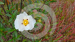 White rockrose Cistus ladanifer