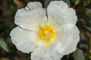 White rockrose staring at the sun 3