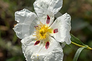 White rockrose staring at the sun 4