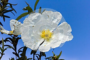 White rockrose staring at the sun