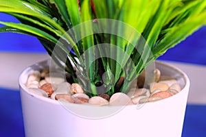 White rocks in a pot with green plants