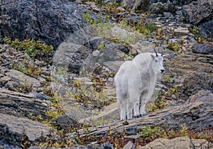 White Rocky Goat