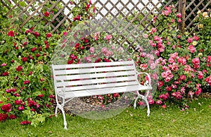 White romantic style park bench in lush colorful blossom rose garden in summer day.