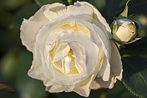 White Romanza flower head of a rose in de Guldemondplantsoen Rosarium in Boskoop