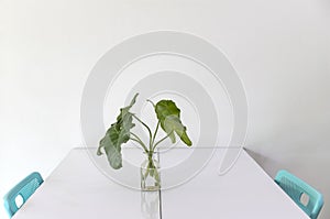 White room with green chairs , white table and green leaf vase.