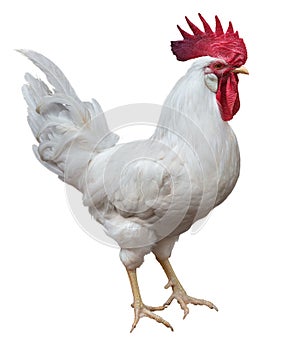 White rooster