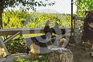 White rooster and black hen