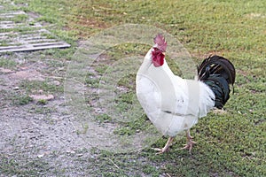 White rooster with black tail and bright red comb walks proudly around the yard.