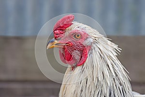 White Rooster with Bright Red Comb