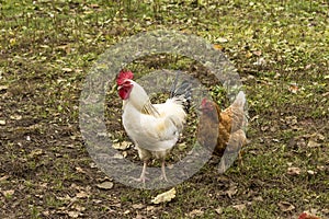 White rooster and brown chicken.