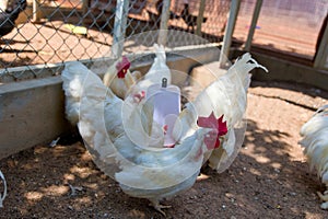 White rooster with candle in the cage at the animal farm