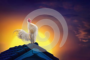 White rooster chicken crowing on roof and beautiful sunrise photo