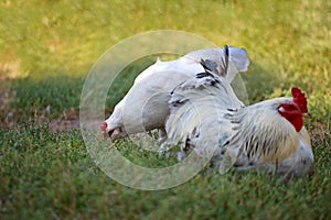 White rooster and chicken on the lawn. Hen pecking grass.