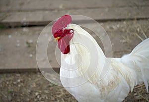 White rooster chicken male farm livestock agriculture