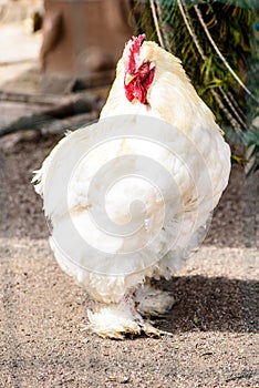 White rooster or chicken portrait of a poultry farming bird on a farm