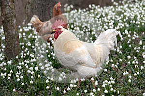 A white rooster with clipped wings and a red crest walks across a meadow with many snowflakes in spring