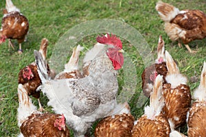 A white rooster with clipped wings stands in the midst of its flock of hens on a green meadow