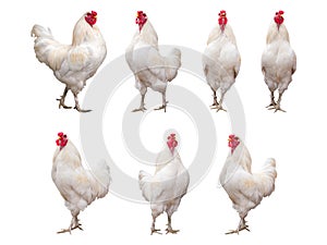 White Rooster, or Chicken isolated