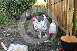 White rooster of domestic hens in a small backyard farm in the countryside.