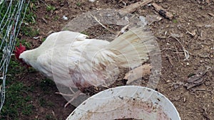 White rooster eats in free range, then crashes head-on into fence, shakes off and eats on