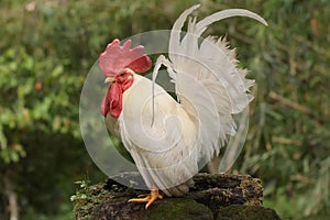 A white rooster is foraging on a rock overgrown with moss.
