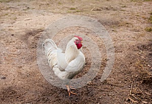 White rooster on free range