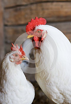 White rooster and hen