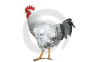 white rooster isolated