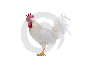 white rooster isolated on white background