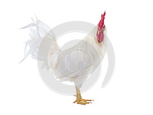 white rooster isolated on white background