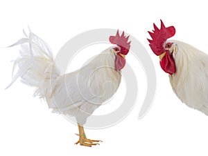 white rooster isolated on white background