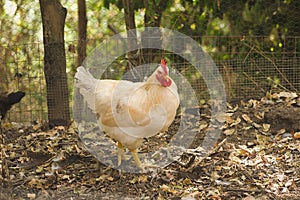 White rooster of the Livornese breed