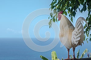 White rooster overseeing the sea