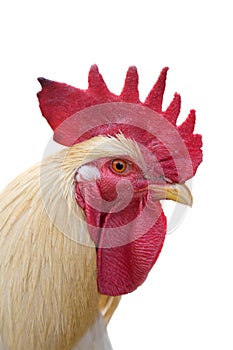 White rooster portrait