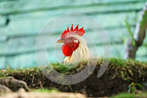 White rooster with a pronounced comb and wattle hiding behind a mossy embankment